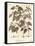 Downy Birch, Betula Pubescens., 1776 (Engraving)-Johann Sebastien Muller-Framed Stretched Canvas