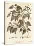 Downy Birch, Betula Pubescens., 1776 (Engraving)-Johann Sebastien Muller-Stretched Canvas