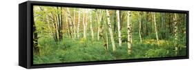 Downy Birch (Betula Pubescens) Trees in a Forest, Wild Gardens of Acadia, Acadia National Park-null-Framed Stretched Canvas