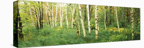 Downy Birch (Betula Pubescens) Trees in a Forest, Wild Gardens of Acadia, Acadia National Park-null-Stretched Canvas