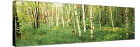 Downy Birch (Betula Pubescens) Trees in a Forest, Wild Gardens of Acadia, Acadia National Park-null-Stretched Canvas