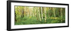 Downy Birch (Betula Pubescens) Trees in a Forest, Wild Gardens of Acadia, Acadia National Park-null-Framed Premium Photographic Print