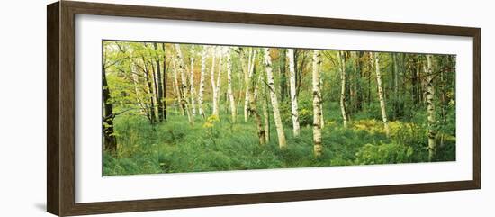 Downy Birch (Betula Pubescens) Trees in a Forest, Wild Gardens of Acadia, Acadia National Park-null-Framed Photographic Print