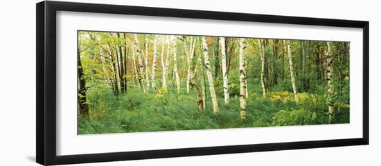 Downy Birch (Betula Pubescens) Trees in a Forest, Wild Gardens of Acadia, Acadia National Park-null-Framed Photographic Print