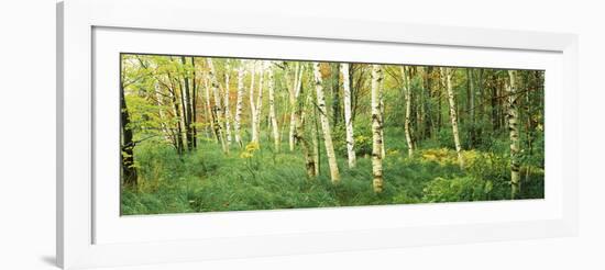 Downy Birch (Betula Pubescens) Trees in a Forest, Wild Gardens of Acadia, Acadia National Park-null-Framed Photographic Print