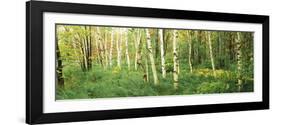 Downy Birch (Betula Pubescens) Trees in a Forest, Wild Gardens of Acadia, Acadia National Park-null-Framed Photographic Print