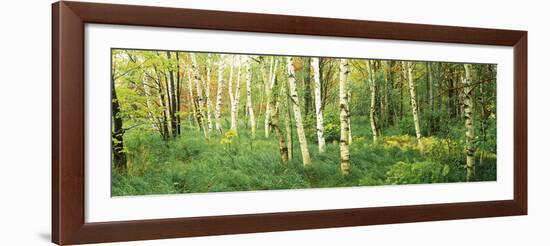 Downy Birch (Betula Pubescens) Trees in a Forest, Wild Gardens of Acadia, Acadia National Park-null-Framed Photographic Print