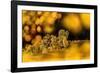 Downy birch changing to autumn colours, Scottish Highlands-Nick Garbutt-Framed Photographic Print