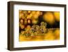 Downy birch changing to autumn colours, Scottish Highlands-Nick Garbutt-Framed Photographic Print