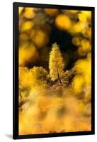 Downy birch changing to autumn colours, Scottish Highlands-Nick Garbutt-Framed Photographic Print