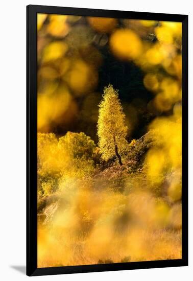 Downy birch changing to autumn colours, Scottish Highlands-Nick Garbutt-Framed Photographic Print