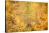 Downy birch changing to autumn colours, Scottish Highlands-Nick Garbutt-Stretched Canvas