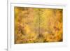 Downy birch changing to autumn colours, Scottish Highlands-Nick Garbutt-Framed Photographic Print