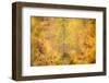 Downy birch changing to autumn colours, Scottish Highlands-Nick Garbutt-Framed Photographic Print