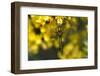 Downy Emerald dragonfly at rest on flowering Gorse, UK-Colin Varndell-Framed Photographic Print