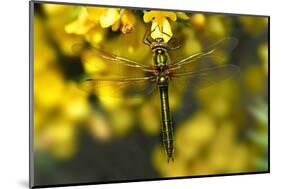 Downy Emerald dragonfly at rest on flowering Gorse, UK-Colin Varndell-Mounted Photographic Print