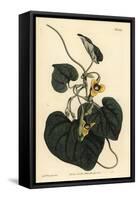 Downy Leaved Birthwort, Aristolochia Tomentosa-Sydenham Teast Edwards-Framed Stretched Canvas