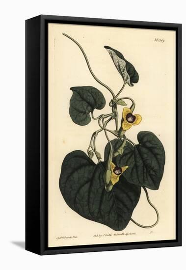 Downy Leaved Birthwort, Aristolochia Tomentosa-Sydenham Teast Edwards-Framed Stretched Canvas