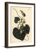 Downy Leaved Birthwort, Aristolochia Tomentosa-Sydenham Teast Edwards-Framed Giclee Print