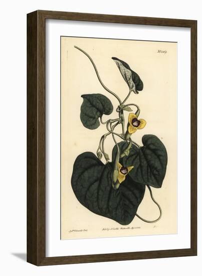 Downy Leaved Birthwort, Aristolochia Tomentosa-Sydenham Teast Edwards-Framed Giclee Print