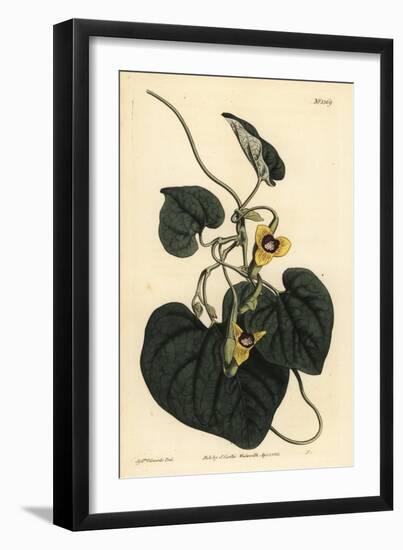 Downy Leaved Birthwort, Aristolochia Tomentosa-Sydenham Teast Edwards-Framed Giclee Print