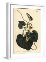 Downy Leaved Birthwort, Aristolochia Tomentosa-Sydenham Teast Edwards-Framed Giclee Print