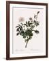 Downy Rose-Pierre Joseph Redoute-Framed Giclee Print