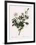 Downy Rose-Pierre Joseph Redoute-Framed Giclee Print