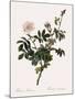 Downy Rose-Pierre Joseph Redoute-Mounted Giclee Print