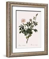 Downy Rose-Pierre Joseph Redoute-Framed Giclee Print