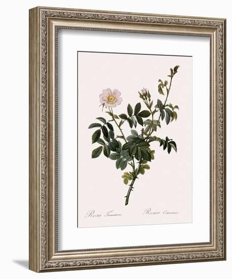 Downy Rose-Pierre Joseph Redoute-Framed Giclee Print