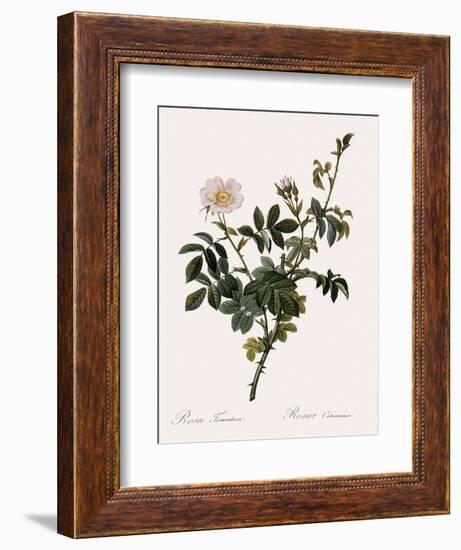 Downy Rose-Pierre Joseph Redoute-Framed Giclee Print