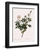 Downy Rose-Pierre Joseph Redoute-Framed Giclee Print