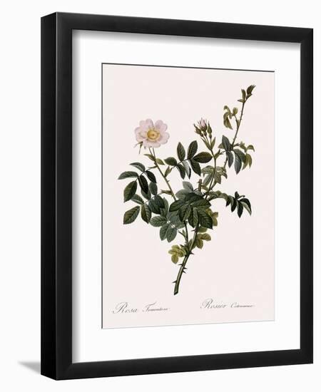 Downy Rose-Pierre Joseph Redoute-Framed Giclee Print