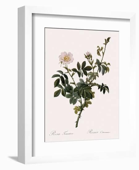 Downy Rose-Pierre Joseph Redoute-Framed Giclee Print