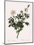 Downy Rose-Pierre Joseph Redoute-Mounted Giclee Print