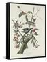 Downy Woodpecker, 1831-John James Audubon-Framed Stretched Canvas