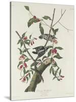 Downy Woodpecker, 1831-John James Audubon-Stretched Canvas
