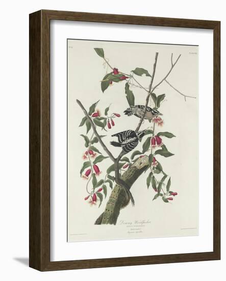 Downy Woodpecker, 1831-John James Audubon-Framed Giclee Print