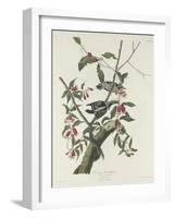 Downy Woodpecker, 1831-John James Audubon-Framed Giclee Print