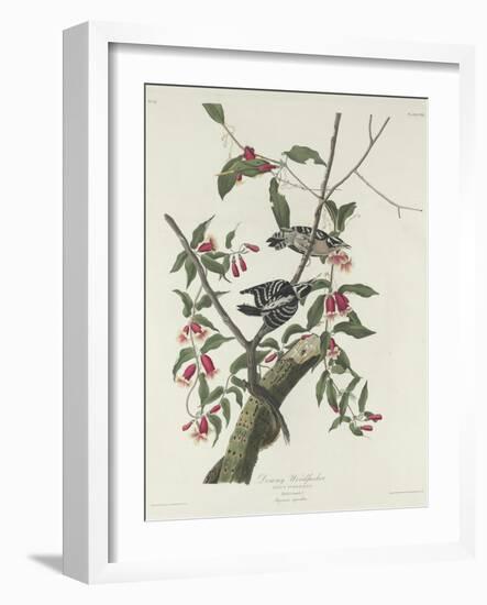 Downy Woodpecker, 1831-John James Audubon-Framed Giclee Print