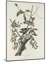 Downy Woodpecker, 1831-John James Audubon-Mounted Giclee Print