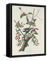 Downy Woodpecker, 1831-John James Audubon-Framed Stretched Canvas