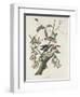 Downy Woodpecker, 1831-John James Audubon-Framed Giclee Print