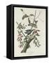Downy Woodpecker, 1831-John James Audubon-Framed Stretched Canvas