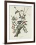 Downy Woodpecker, 1831-John James Audubon-Framed Giclee Print