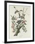 Downy Woodpecker, 1831-John James Audubon-Framed Giclee Print