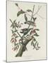Downy Woodpecker, 1831-John James Audubon-Mounted Giclee Print
