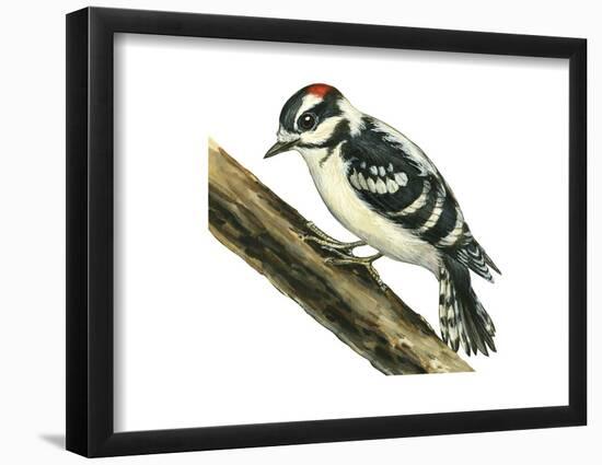 Downy Woodpecker (Dendrocopus Pubescens), Birds-Encyclopaedia Britannica-Framed Poster