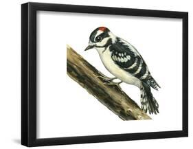 Downy Woodpecker (Dendrocopus Pubescens), Birds-Encyclopaedia Britannica-Framed Poster